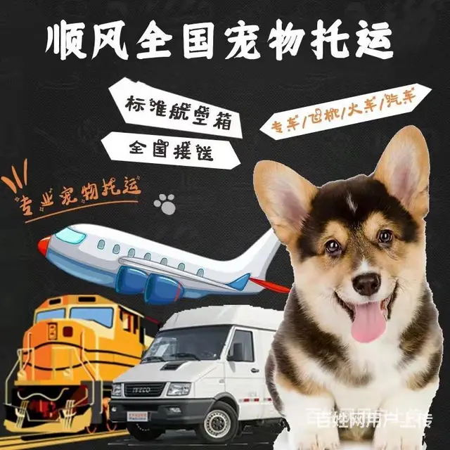 2022/吐鲁番宠物托运（猫狗）邮寄快递（宠物活体运输 - 图片 6