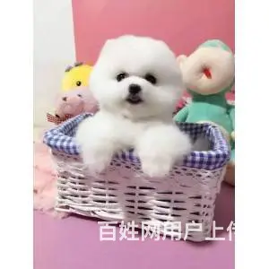 邢台比熊怎么卖 纯种比熊 家养比熊 疫苗齐全 - 图片 12
