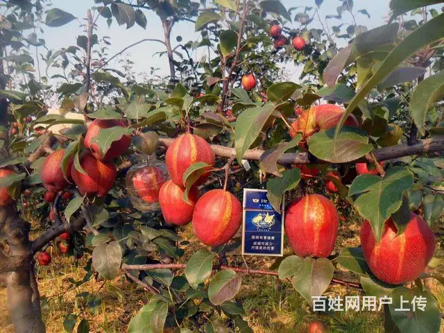 出售桃树梨树苹果树花椒树大叶女贞国槐果树苗绿化树苗 - 图片 6