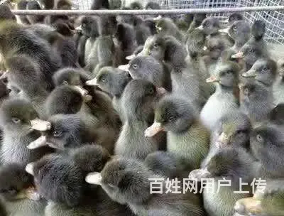 秀先孵化厂 - 图片 2