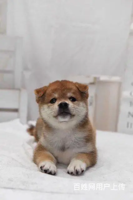 纯种日本柴犬多少钱 北京哪里有卖柴犬 纯种柴犬价格 - 图片 6