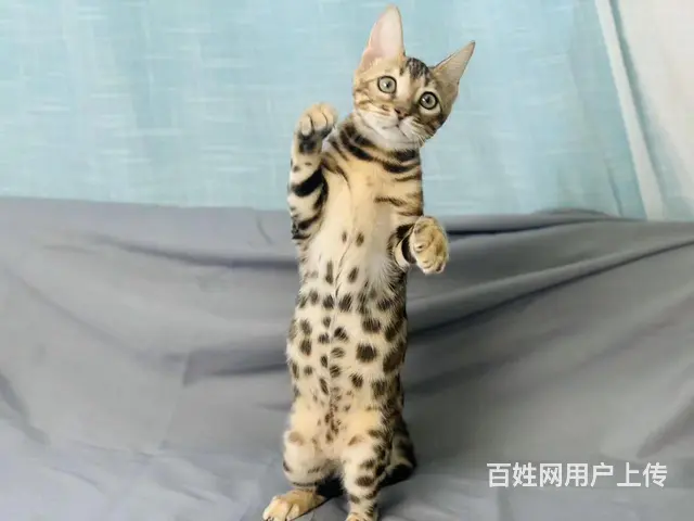 繁育纯种孟加拉豹猫 温顺黏人 品相好 疫苗齐全 - 图片 1