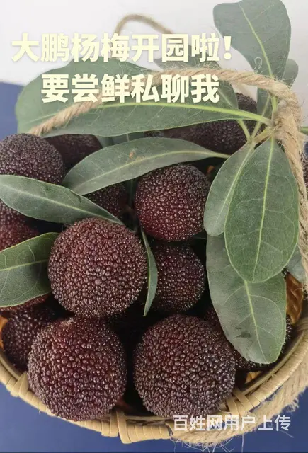 【搞定了！】马涧大棚杨梅开园上市啦 - 图片 1
