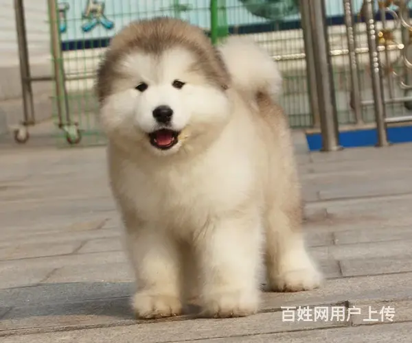 包头哪有卖阿拉斯加犬的 品相好骨骼壮毛量足 包纯种健康 - 图片 1