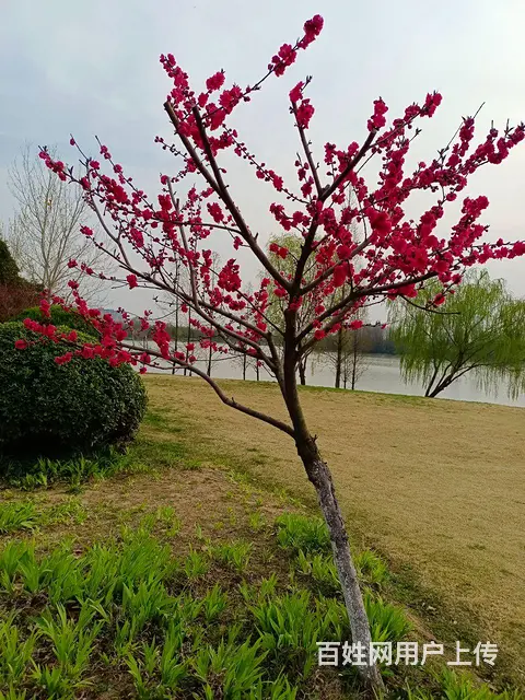 离市政府，学校近，买菜方便， - 图片 1