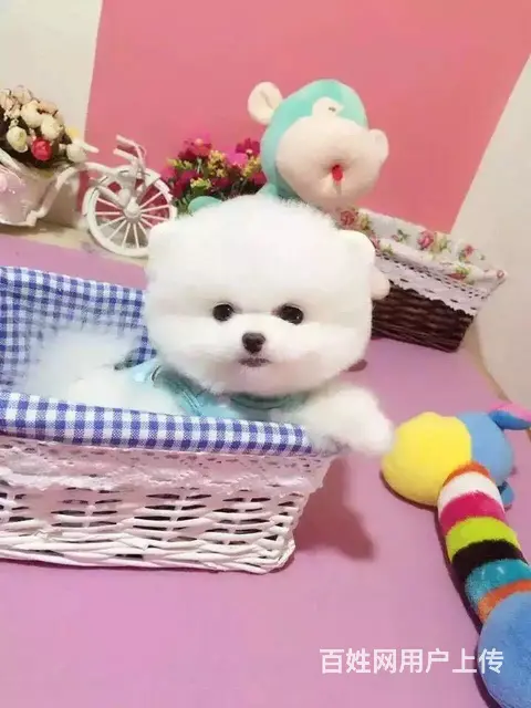 广州博美犬一只多少钱 实体犬舍 自家繁殖保健康 - 图片 4