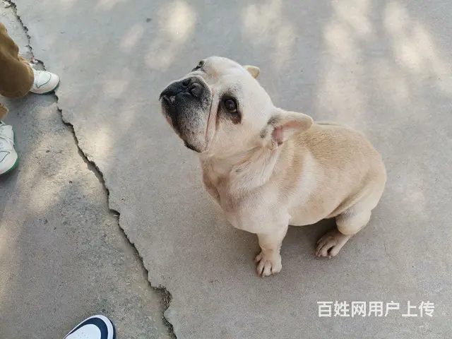 【搞定了！】出售成年法国斗牛犬公 - 图片 3