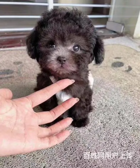 广州大型犬舍基地专业繁殖泰迪比熊博美柯基柴犬法斗 - 图片 3