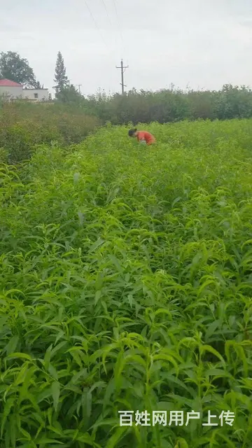 信阳董家河大量苗木花卉一手低价出售 - 图片 3