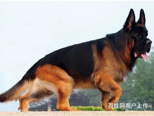 德牧幼犬黑背 纯种 德牧幼崽出售 保证 纯种和健康 - 图片 1