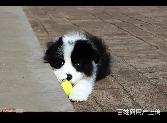 纯种 边境宝宝狗狗中的小诸葛超聪明超懂事保健康 - 图片 4