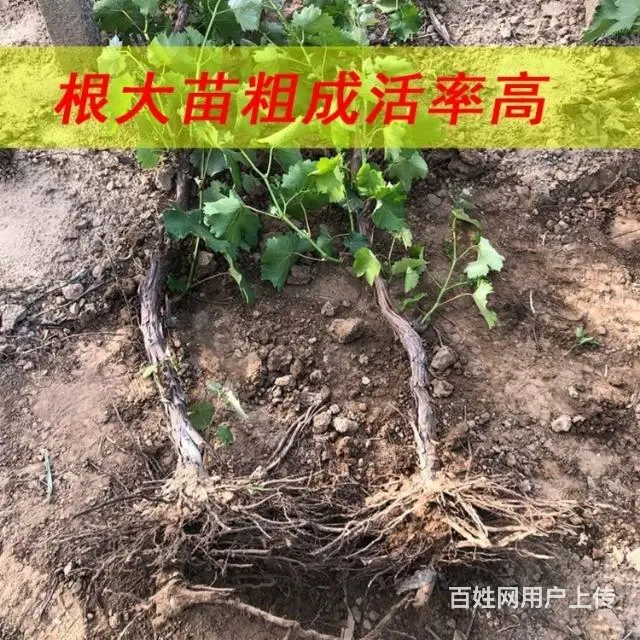 急售巨峰葡萄树葡萄苗，价格便宜 - 图片 5