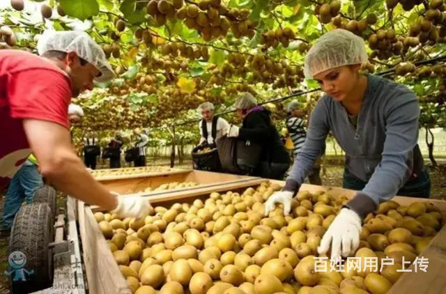 出国劳务香港，澳大利亚，包吃包住 保底月薪3万 - 图片 3
