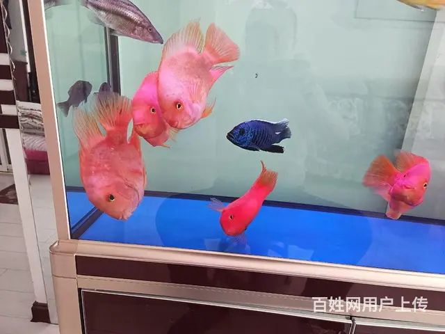 【搞定了！】鹦鹉鱼出售 - 图片 3