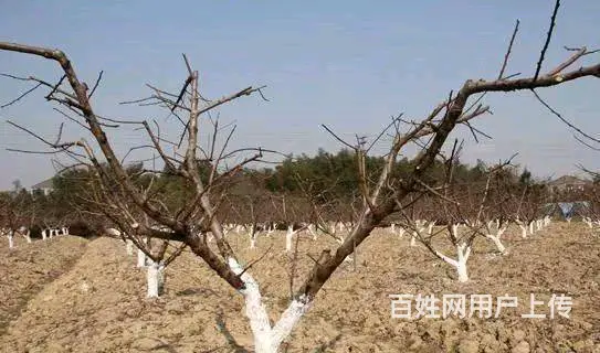 梨都果树专业修剪管理 - 图片 2
