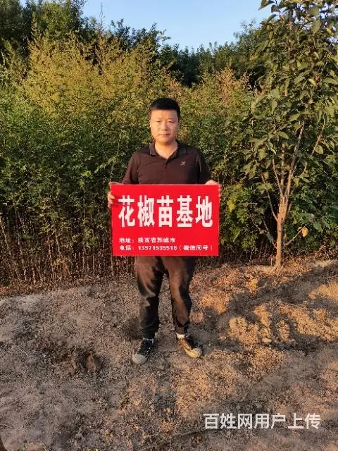 无刺大红袍花椒树苗基地 韩城黄盖花椒苗 南强一号 - 图片 3