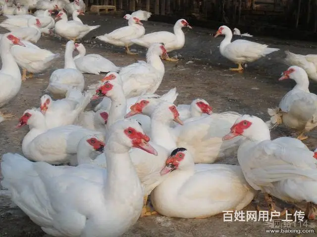 出售鹅苗，笨鸡苗，鸳鸯鸭，苗保证质量 。 - 图片 4