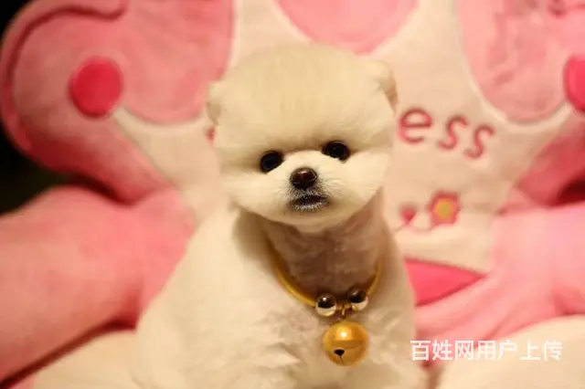 纯种哈多利博美犬 纯种球体白色博美幼犬供您选 - 图片 5