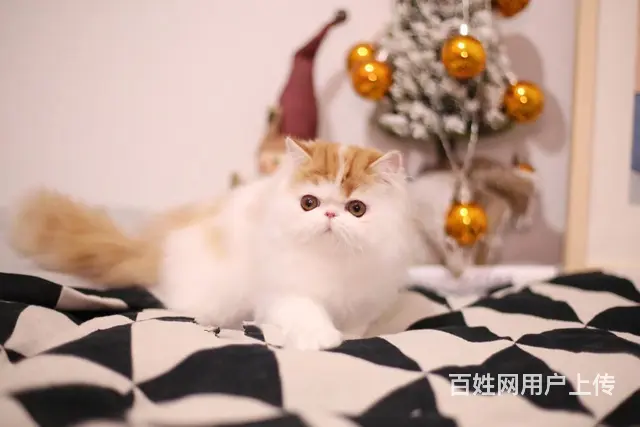 本地哪里有卖加菲猫的 加菲怎么护理 加菲好养吗 - 图片 1