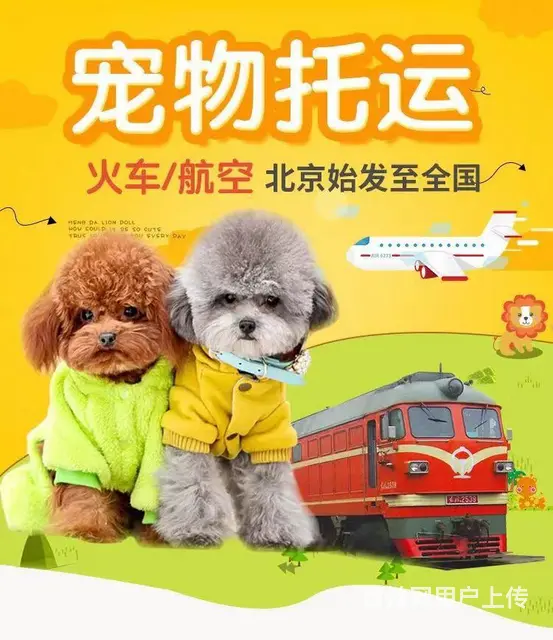 常州宠物托运公司，托运宠物，上门接宠 - 图片 1