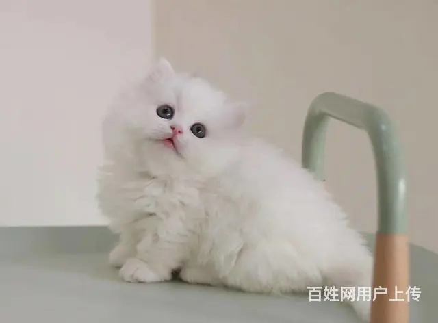 曼基康矮脚猫多少钱 拿破仑好养吗 矮脚拿破仑照片 - 图片 3