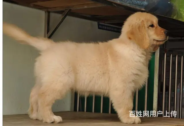 金毛犬--赛级金毛犬-支持送货上门 - 图片 2