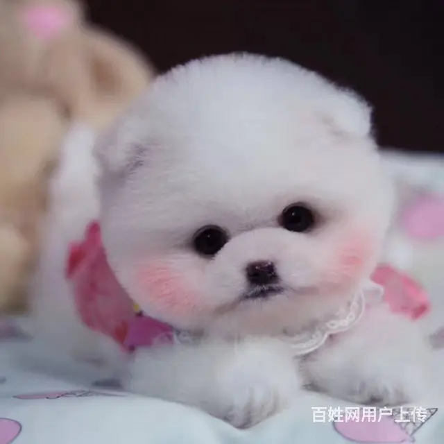 赛级博美 球体博美养殖区 签订售后协议 - 图片 6