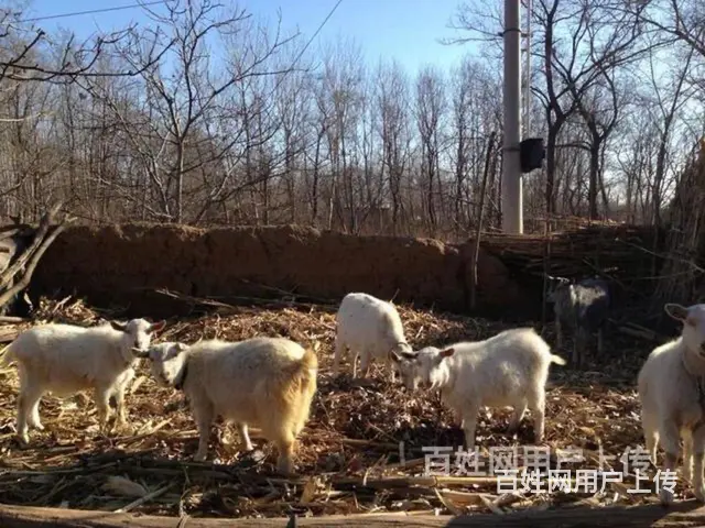 出售家庭饲养纯绿色公羊，肉肥绿色健康，详情 - 图片 2