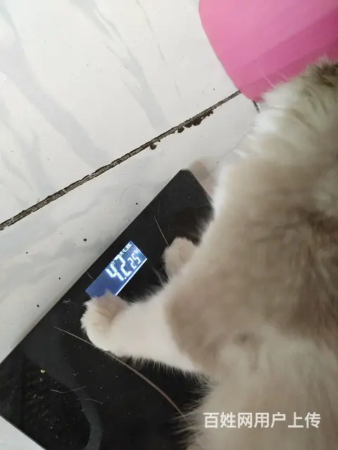 出售布偶猫 - 图片 2