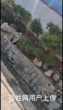 出售景观松树 - 图片 4