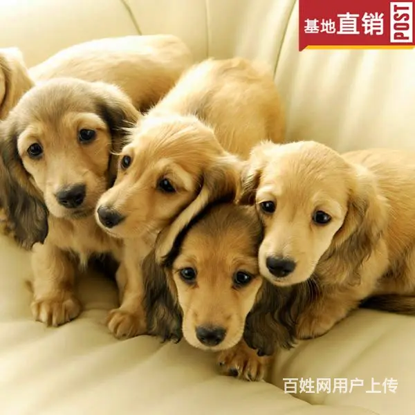 宿迁【十年老店】常年繁殖优质血统腊肠犬幼犬 - 图片 6