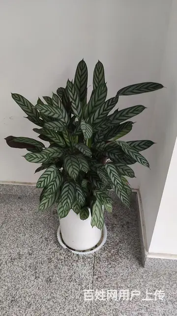 徐州市花卉绿植出售 - 图片 1