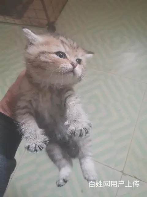 家养小猫 - 图片 1