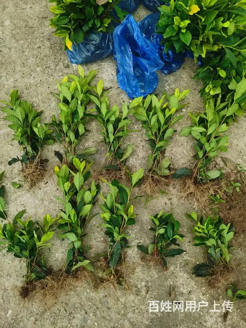 黄金叶茶苗 源头直销 安吉黄金芽 价格面议 - 图片 3