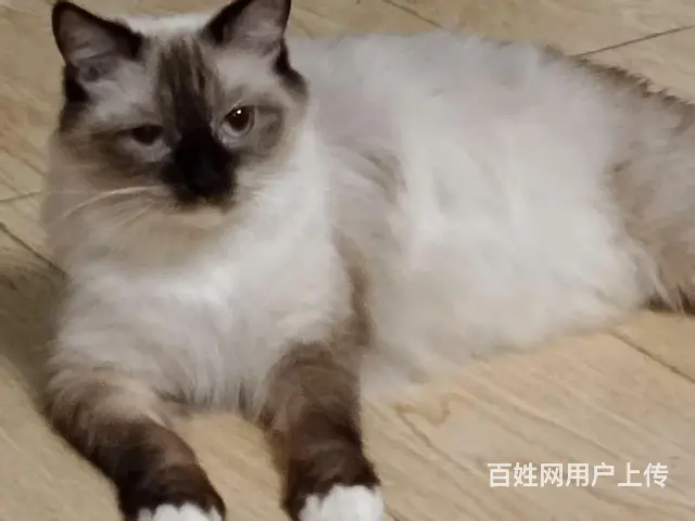 【搞定了！】布偶猫 - 图片