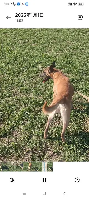 老血马犬出售 - 图片 6
