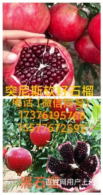 专业供应各种芒果树苗以及其他水果树苗 - 图片 8