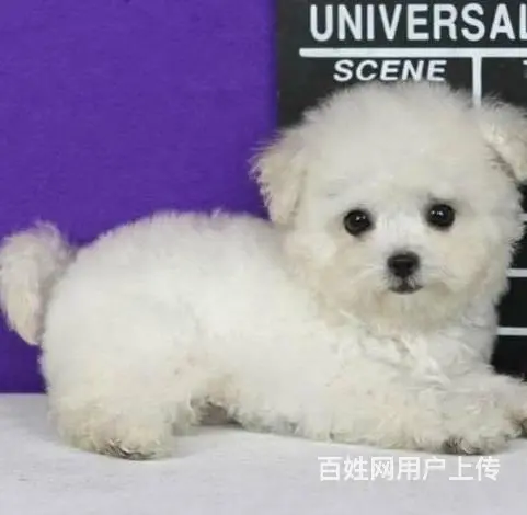广州比熊犬一只多少钱 实体犬舍 自家繁殖保健康 - 图片 9