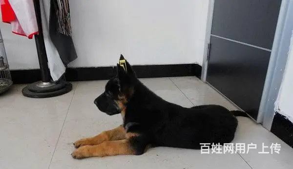 纯种锤系德国牧羊犬出售 锤系德牧价格 北京德牧犬舍 - 图片 2