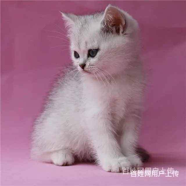 常州纯种双血统银渐层多少钱 - 图片 2