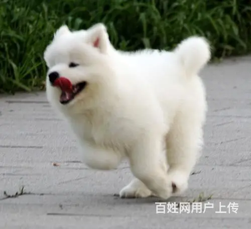 滨州哪里有出售萨摩耶幼犬宝宝 定时做疫苗和驱虫 公 - 图片 4