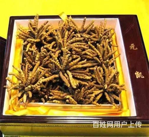 花都回收冬虫夏草店铺-花都发霉虫草专业回收 - 图片 3
