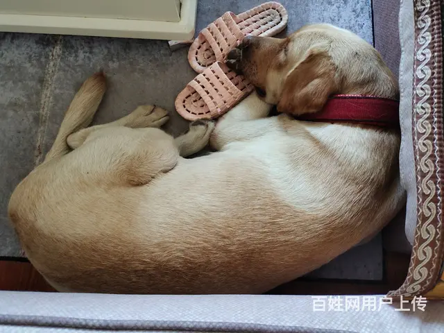 寻狗启示！！！非常重要  有偿 - 图片 4