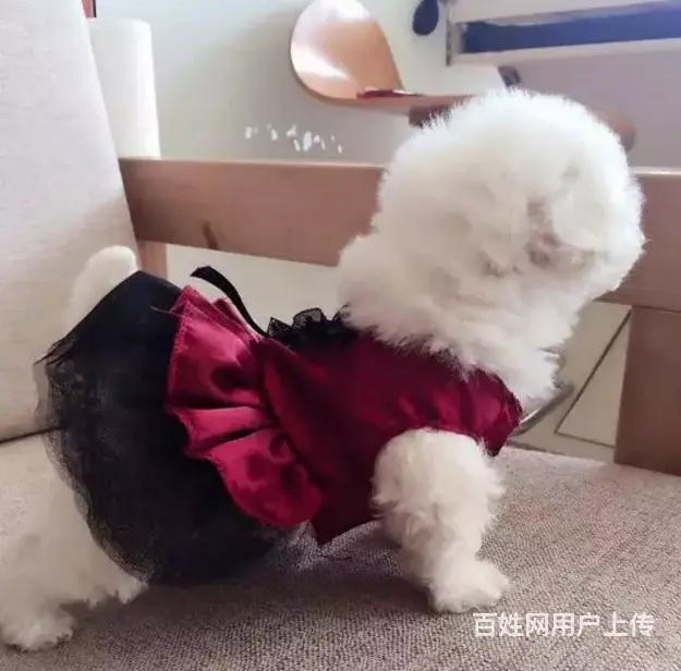 邢台本地出售家养比熊犬 纯种比熊 疫苗齐全 - 图片 3