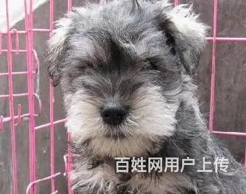 辽阳正规雪纳瑞犬舍地点联系方式 - 图片 3