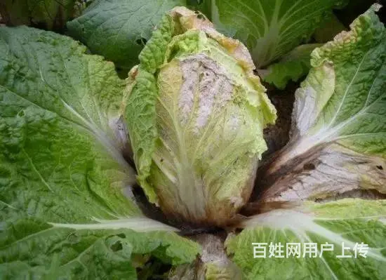春雷霉素作用机理2%春雷霉素水剂防治多种病害 - 图片 2
