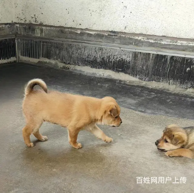 家养柴犬小狗狗出售2个月，价格优惠 - 图片 3