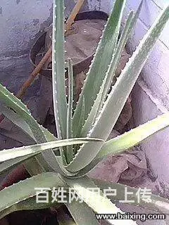 芦荟处理10元 - 图片 1