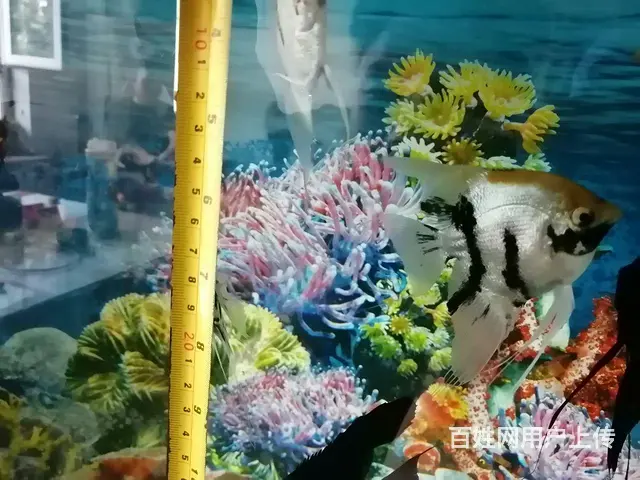 迷你鹦鹉和燕鱼 - 图片 2