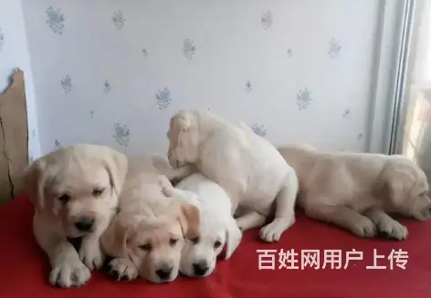 承德拉布拉多怎么卖 保健康 疫苗齐全 - 图片 1